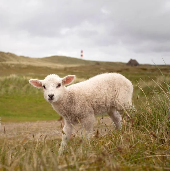 Lämmchen Den Dünen — Stockfoto