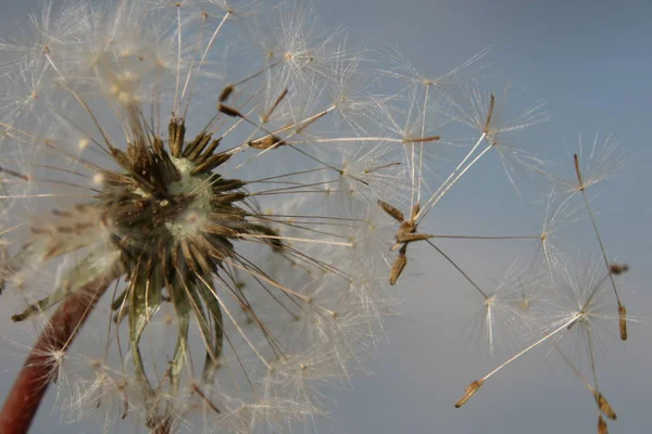 Krásný Botanický Záběr Přírodní Tapety — Stock fotografie