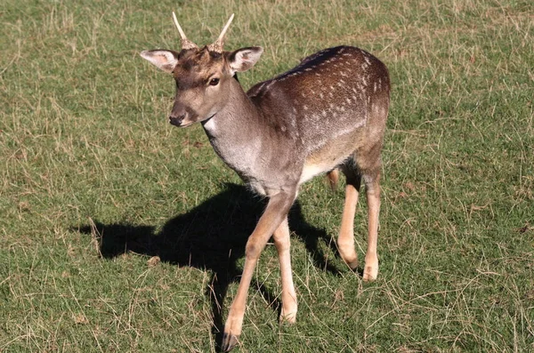 Foto Van Dier Zoogdier Hert — Stockfoto