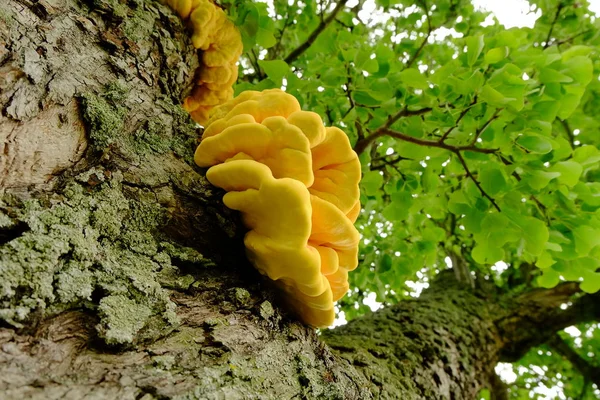 tree mushroom on a fruit tree
