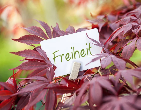 Herbstblätter Und Blumen Auf Dem Gras — Stockfoto