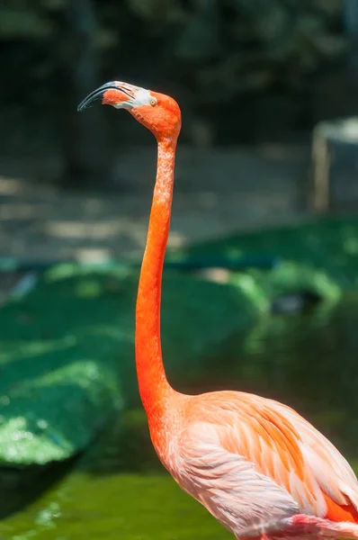 Vista Panorâmica Belo Pássaro Flamingo Natureza — Fotografia de Stock