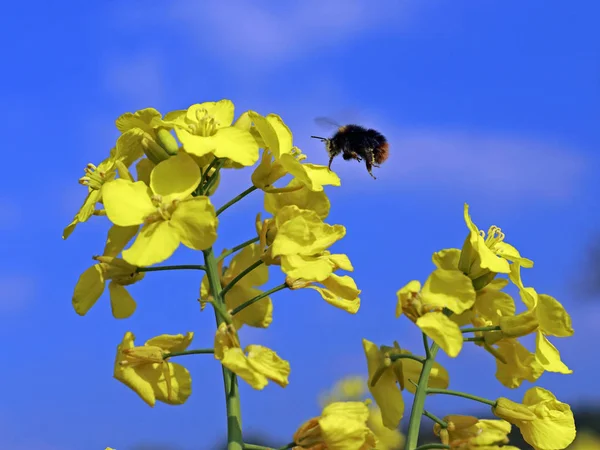 Flores Amarillas Sobre Fondo Cielo Azul —  Fotos de Stock