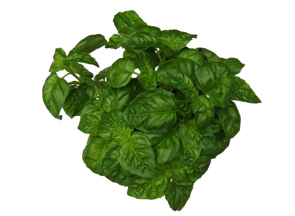 Fresh Green Basil Plant White Background — Stock Photo, Image
