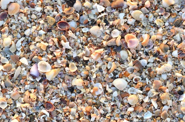 Variety Broken Seashells Beach — Stock Photo, Image