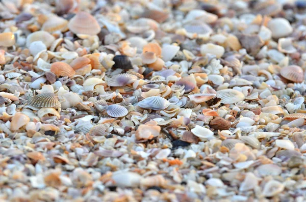 해변에 부서진된 조개의 — 스톡 사진