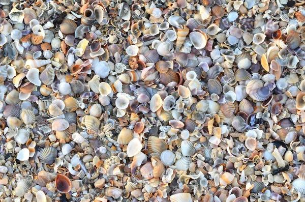 해변에 부서진된 조개의 — 스톡 사진