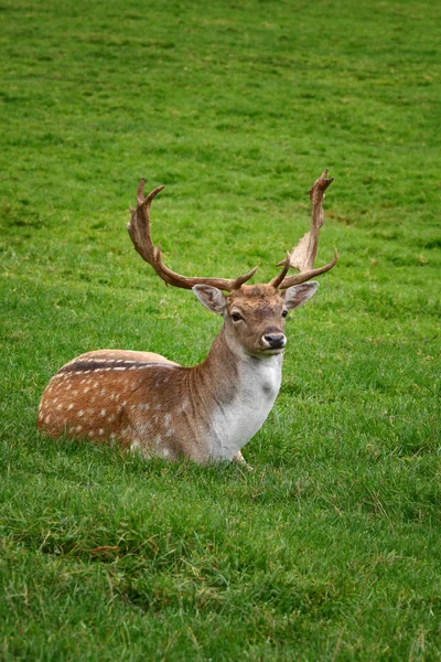 Fauna Natureza Vida Selvagem Veados Animais — Fotografia de Stock