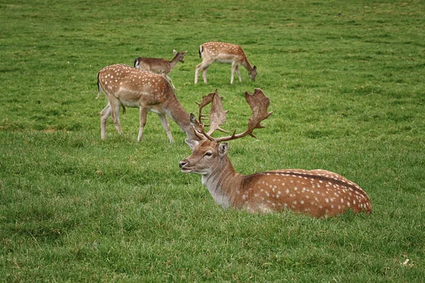 鹿类的自然动物及野生动物 — 图库照片