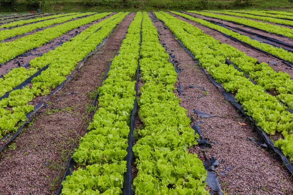 石水供給レーンで栽培された野菜やハーブの苗の植物性有機農業 — ストック写真