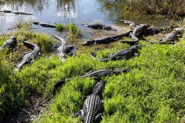 Alligators Everglades — Stock Photo, Image