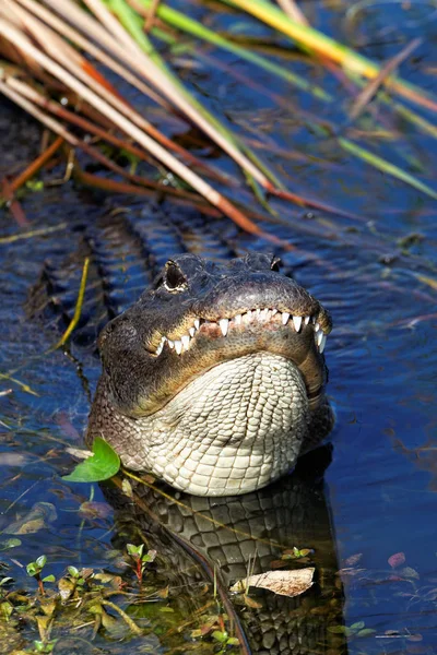 Alligator Trott — Stockfoto