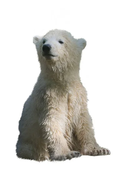 Niedźwiedź Polarny Izolowany Białym Tle — Zdjęcie stockowe