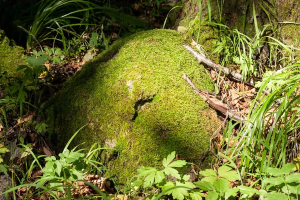 Stein Mit Grünem Moos Wald — Stockfoto