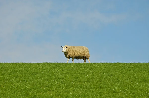 堤防の羊 — ストック写真