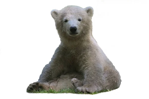 Urso Polar Ursus Maritimus Isolado Fundo Branco — Fotografia de Stock