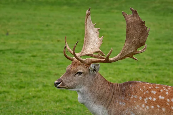 鹿の動物や野生動物は — ストック写真