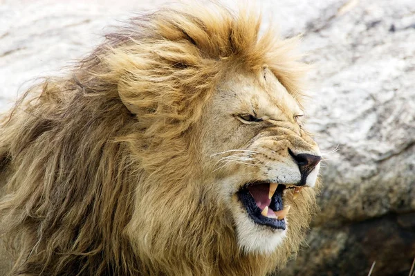 Aslan Panthera Leo Bir Patikada Oturuyor Okavango Delta Botswana — Stok fotoğraf