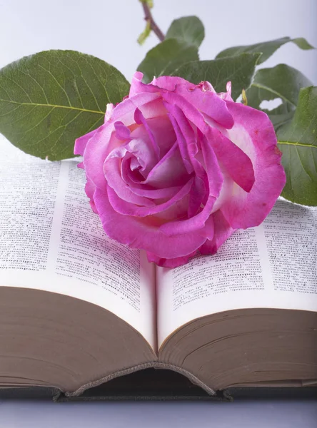 Rosa Blanca Rosa Sobre Libro Abierto — Foto de Stock