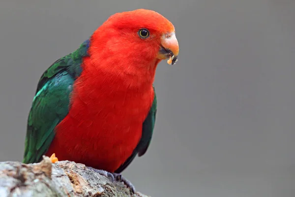 Rei Papagaio Alistero Scapularis — Fotografia de Stock