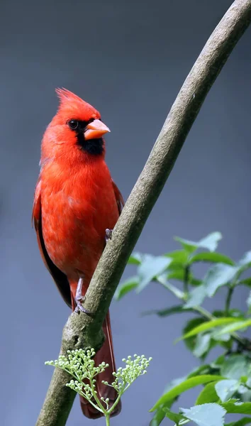 Cardeal Cardeal Vermelho Cardinalis Cardinalis — Fotografia de Stock