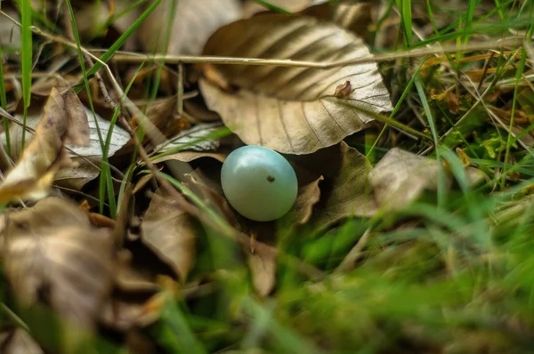 Schilderachtig Uitzicht Prachtige Vogel Natuur — Stockfoto