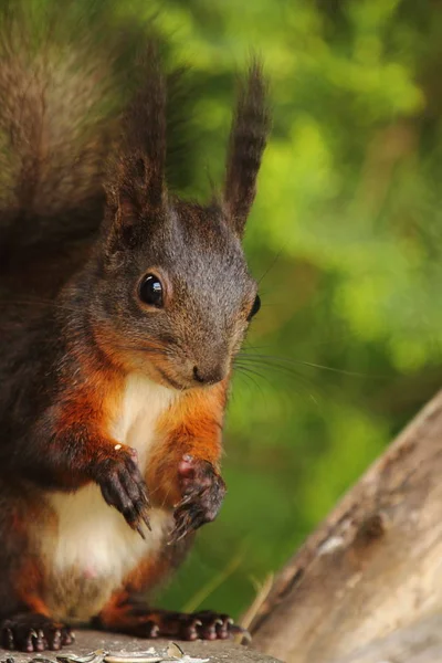 Fluffigt Ekorrdjur Gnagare — Stockfoto