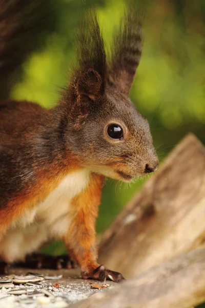 Schattig Eekhoorndier Knaagdier — Stockfoto