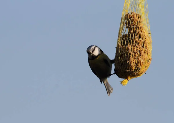 Blue Tit Feeding Dumplings — Zdjęcie stockowe