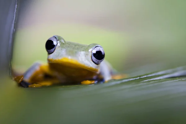 Flying Frog Rhacophorus Reinwardtii — Stock Photo, Image