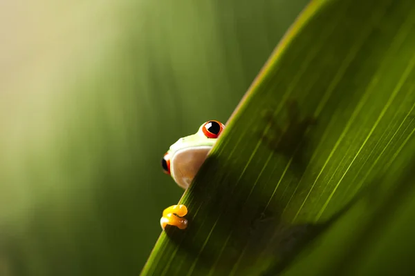 Tropischer Frosch Amphibientier — Stockfoto