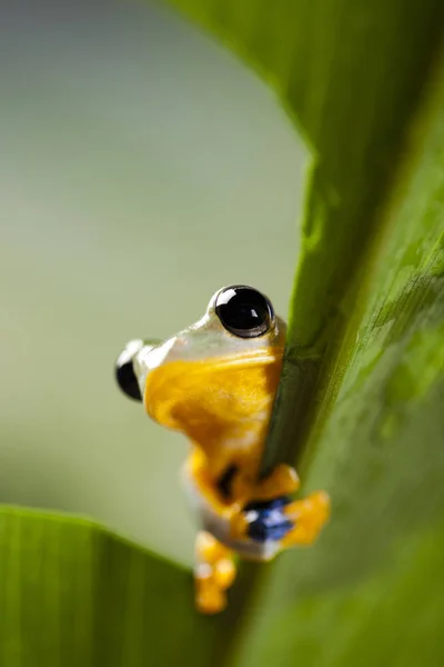 Frosch Amphibienteich — Stockfoto