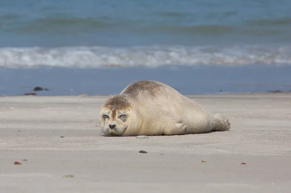 Una Foca Blanca Playa — Foto de Stock