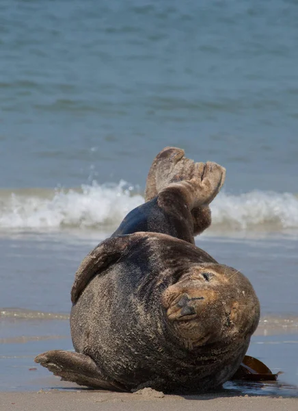 Тюлень Который Забавен Пляже — стоковое фото