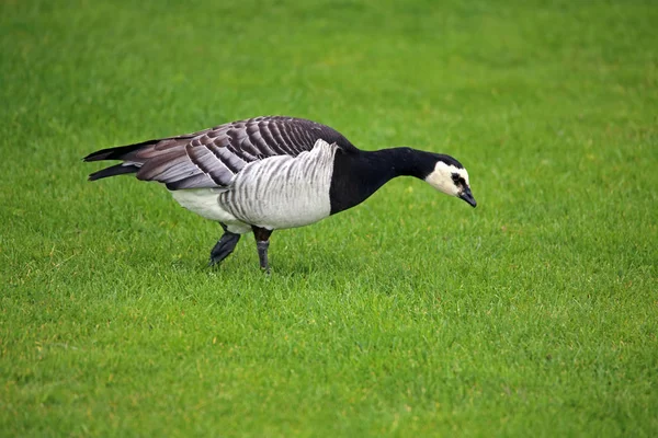 Ganso Com Bochecha Branca Ganso Freira Branta Leucopsis — Fotografia de Stock