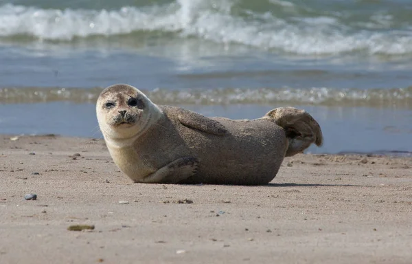 Phoque Mignon Sur Plage — Photo