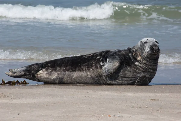 Una Foca Sdraiata Sulla Spiaggia — Foto Stock