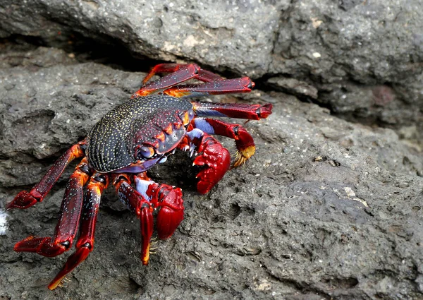 Crabe Position Attaque — Photo