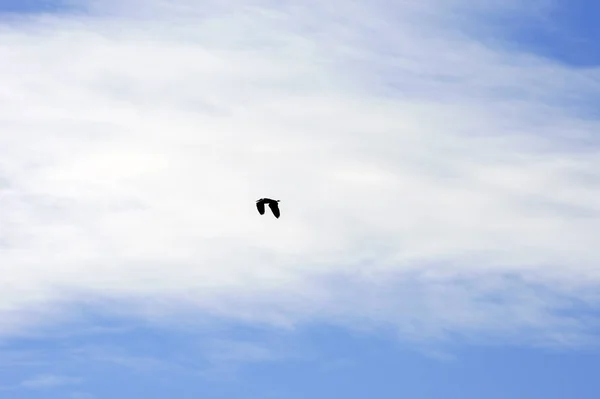 Bulut Bandıyla Mavi Gökyüzünün Önündeki Bir Vincin Fotoğrafı — Stok fotoğraf
