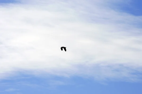 Photographie Une Grue Devant Beau Ciel Bleu Avec Une Bande — Photo