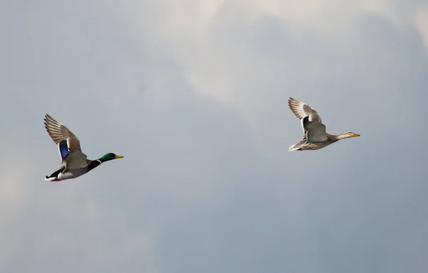 Par Patos Voando Juntos Através Céu — Fotografia de Stock