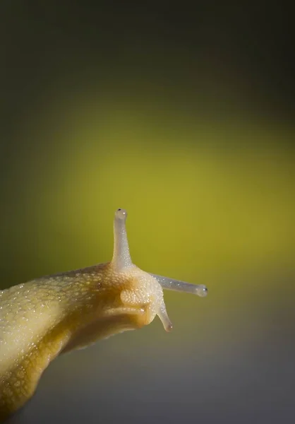 Lumaca Animale Mollusco Gasteropode — Foto Stock