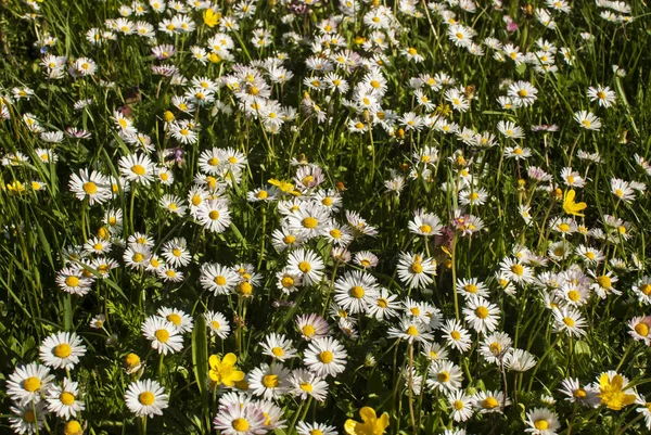Schnittlauch Wiese Gänseblümchen Rasen Grün Natur Blume Feld — Stockfoto