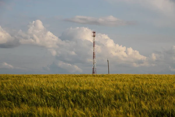 Tower Telecom Şirketi Mısır Gevreği Tarlasında — Stok fotoğraf