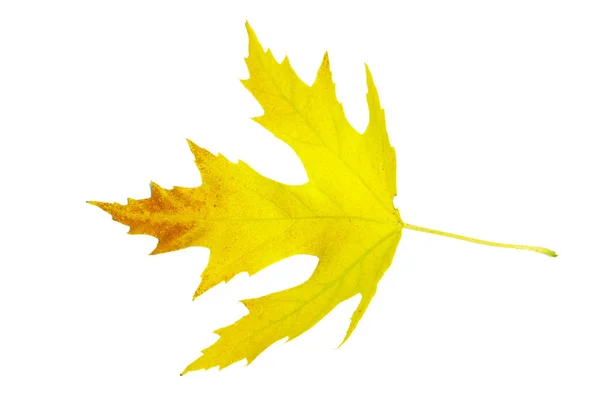 Autumn Maple Leaf Isolated White Background — Stock Photo, Image