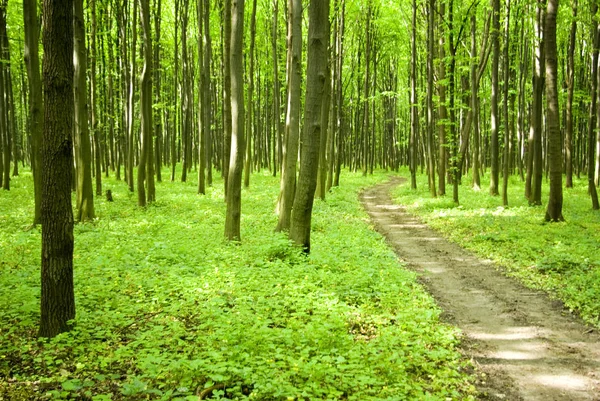 Caminho Está Floresta Verde — Fotografia de Stock