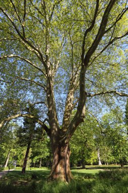 Beautiful tree in Munster, North Rhine-Westphalia, Germany clipart