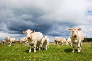 Charolais cattle herd at a green field in springtime.  From the swedish island Oland. clipart