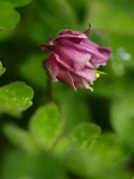 Columbine Plein Air — Photo