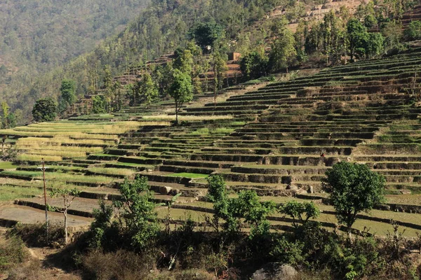 Mezőgazdaság Rizs Teraszok Nepal — Stock Fotó